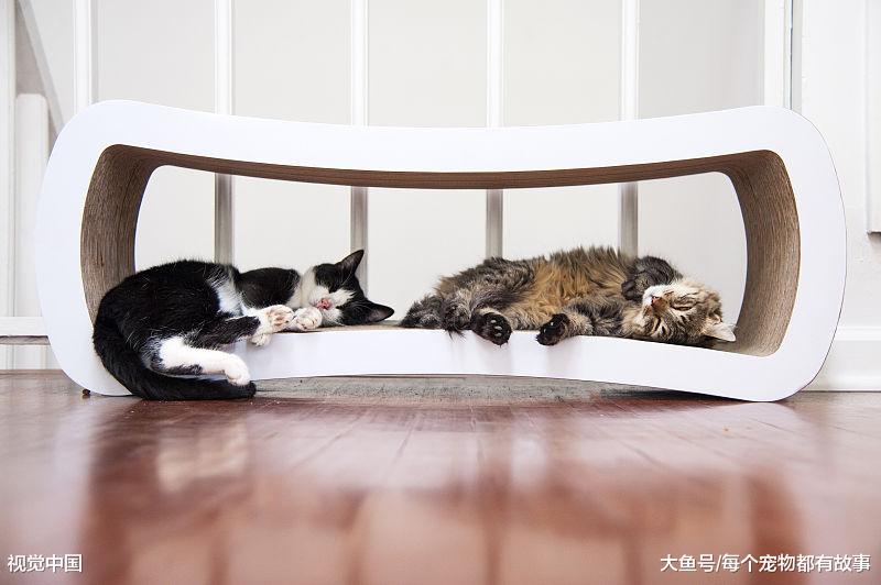 想照顾好猫咪，这三大点大家可以看下，猫咪的生病征兆与预防和如何亲近猫
