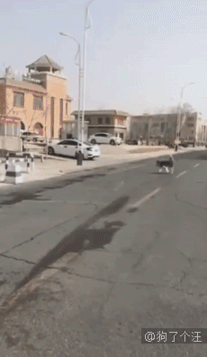 好暖心，狗狗也知道有困难要找警察