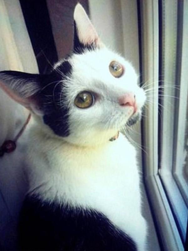 失而复得！三年前爱猫出车祸被埋葬，三年后，却又离奇出现……
