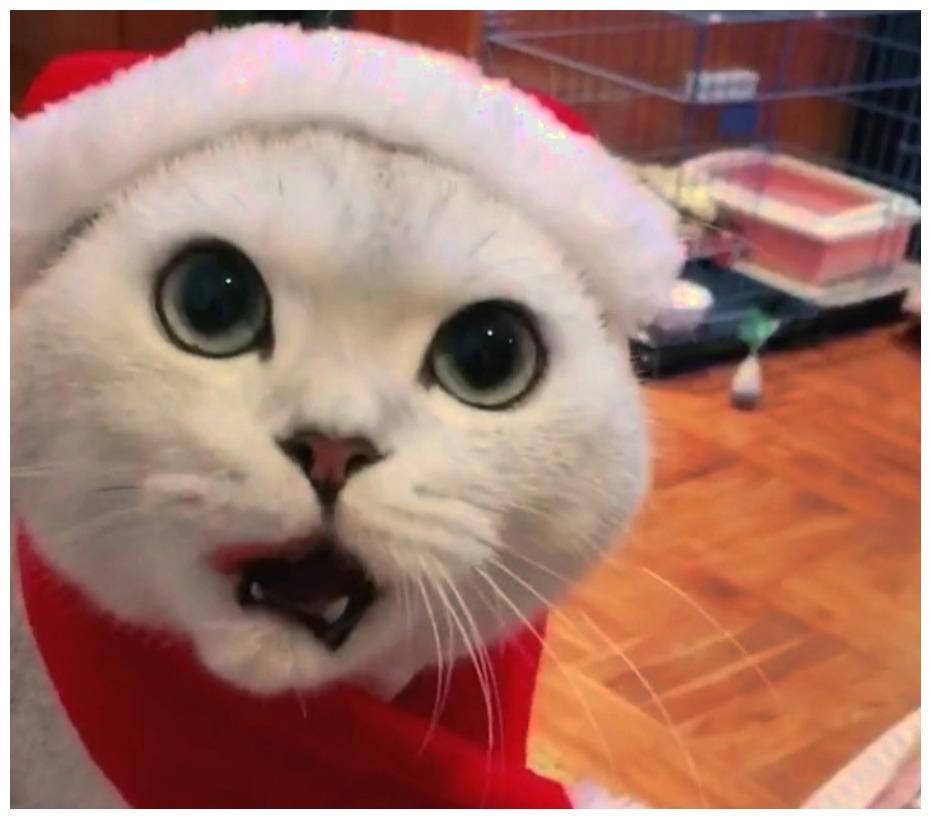 这只喵星人适合当商业大佬: 给它化妆打扮, 它恨不得打表计费