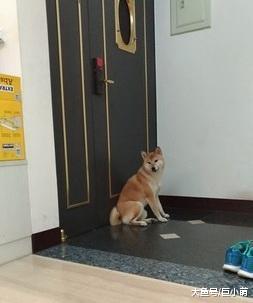 生怕被主人抛弃，狗狗一看到主人出门，就堵住门不肯走