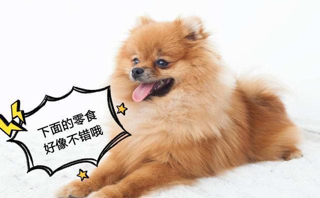 博美恨主人的5大表現，你家會這樣嗎？