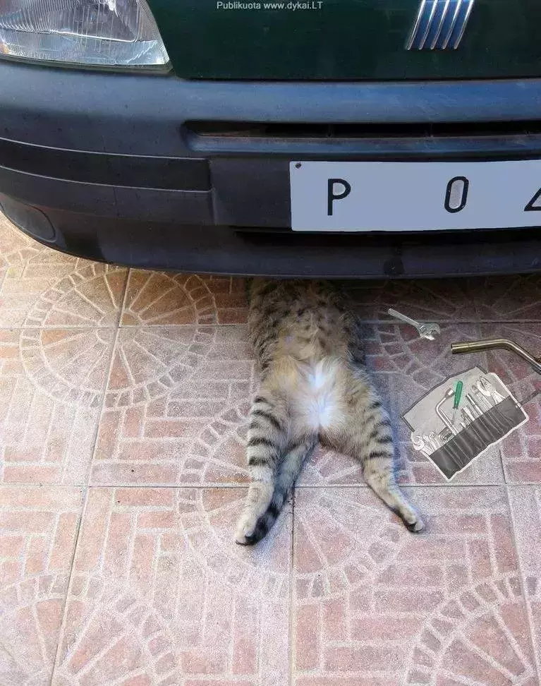 为什么我觉得猫是很恐怖的动物呢？