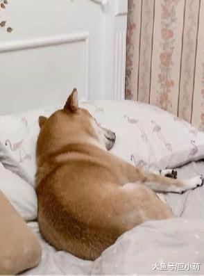 柴犬抢主人枕头睡觉，被主人吵醒后，一脸不爽地想让主人离开