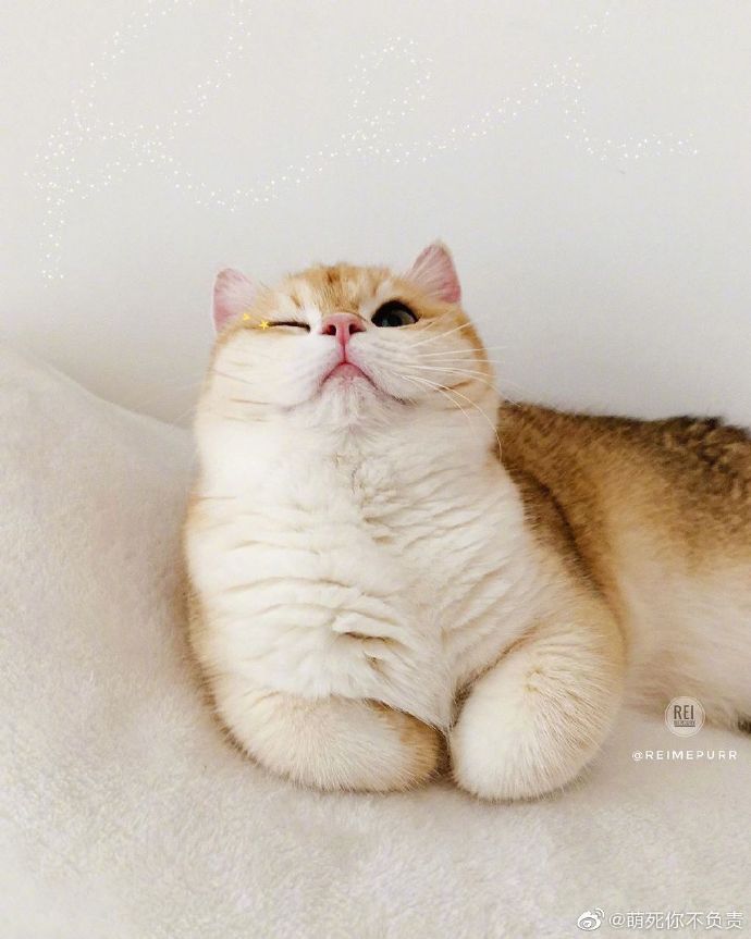 一只镜头感超强的小猫咪，很爱拍照嘞