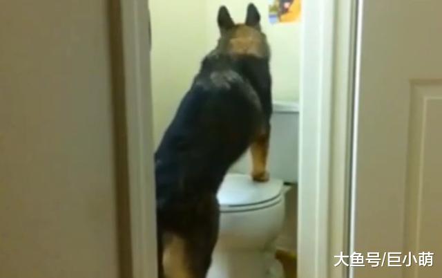 主人让狗狗拿啤酒，德牧从拿出来后，叼起碗居然也想来一口