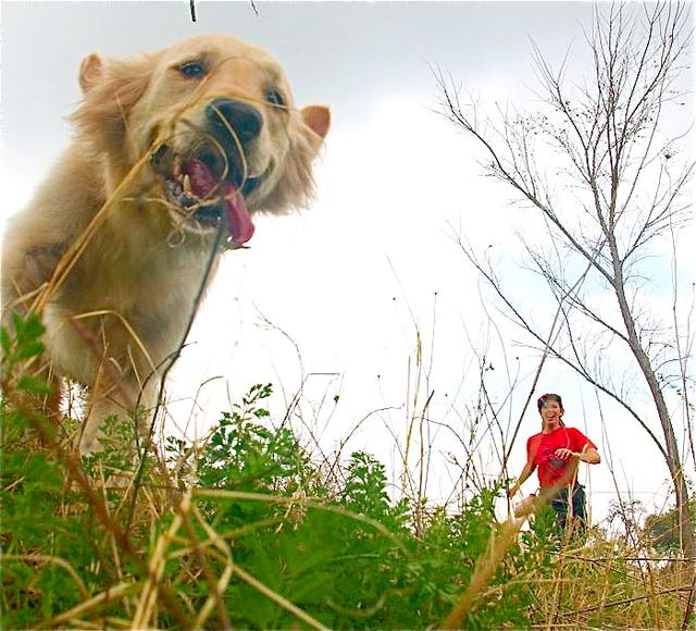 遛狗变成狗遛人，训犬师给出3个技巧，让狗狗养成随行好习惯