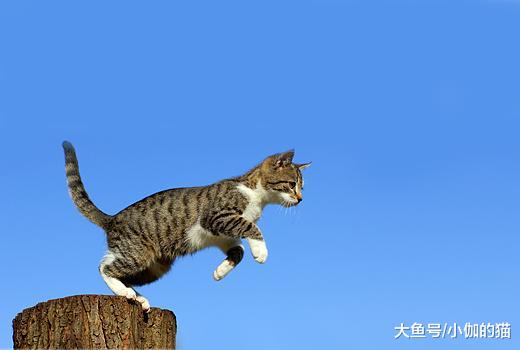 猫咪老爱跳厨房高台，有三大隐患，不过有四种解决方案