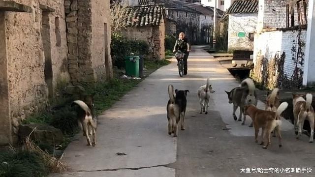 我家狗子上午被打瘸了, 下午家里就来了6条狗, 这是要去干仗了?