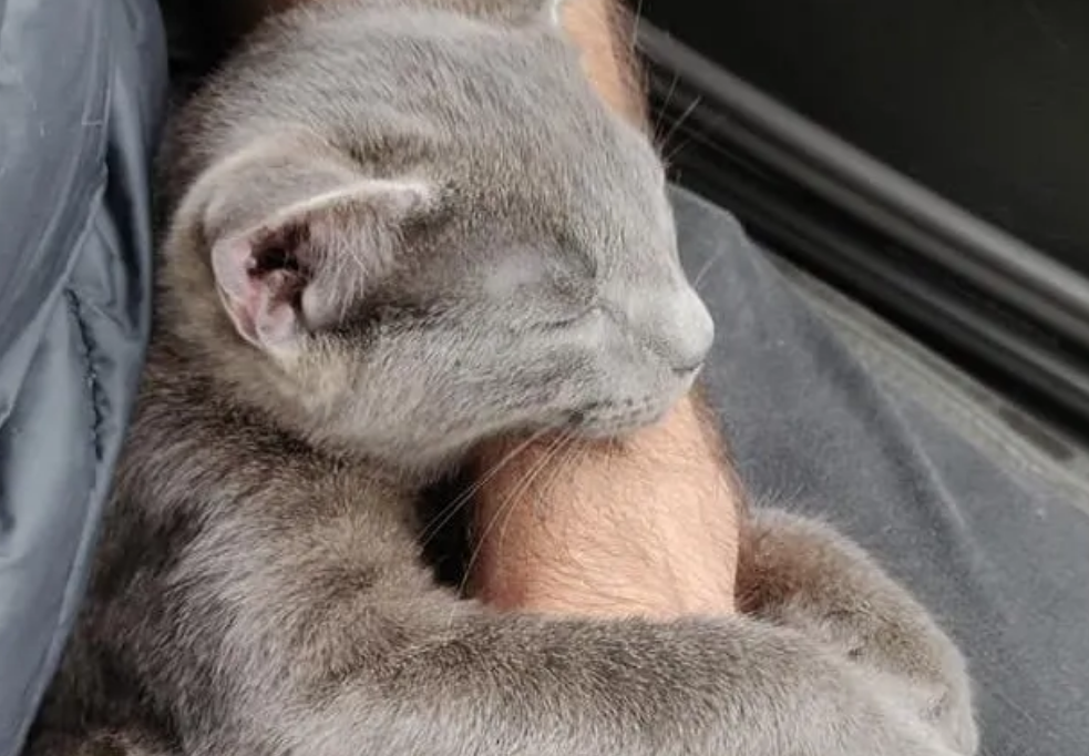 小猫爬上他人肩膀不肯下来，善良的好心人，决定将猫咪带回家