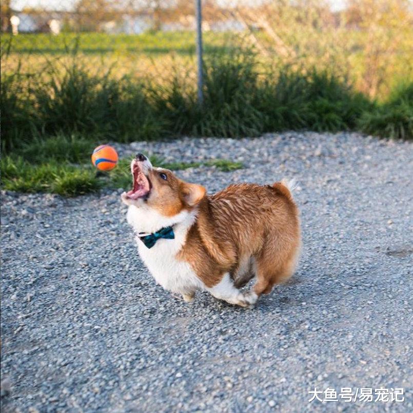 柯基勇闯迷宫阵，复杂的局都难不倒，却被一物降住