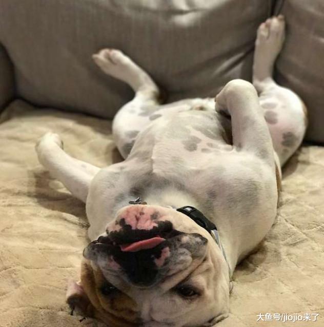 狗狗呕吐不止，主人带到医院去看没想到却发现它原来是个惯偷