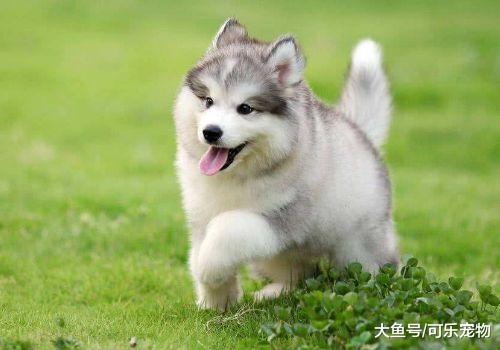 主人在餐桌上吃饭，阿拉斯加馋的蹦起来要上桌：本汪要吃肉！