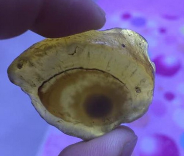 男子捡到“独眼”怪石，专家鉴定之后，专家：太幸运啦