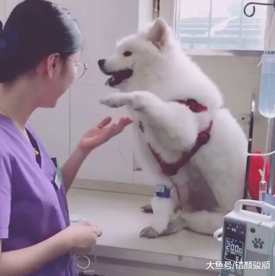 萨摩耶不想打针，朝着医生卖萌讨好：美女姐姐，扎的时候轻点呗！