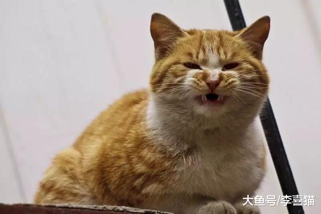 猫咪脂肪肝并非胖猫专属，瘦猫挨饿也会患病，预防需注意这三点！