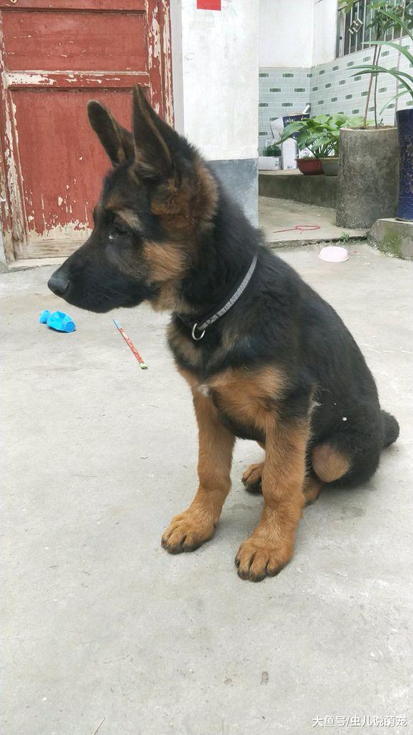 德牧的听力特别好，在屋里它都能听到外面来人了