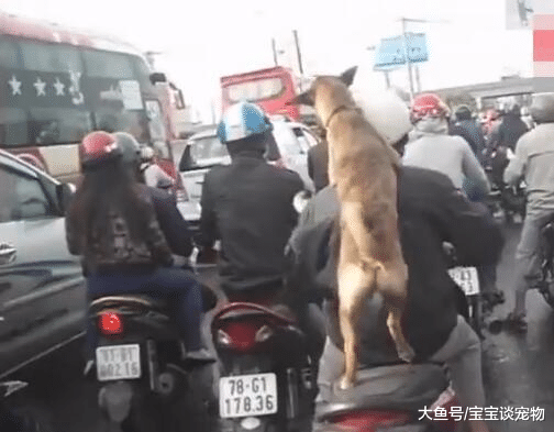 与主人默契十足的田园犬，轻轻拍狗一下，立马抱紧主人