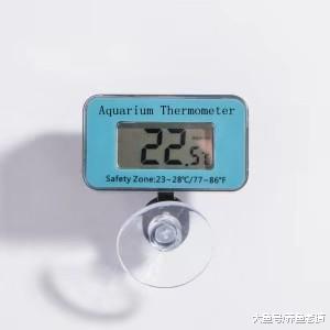 温度计碎了鱼缸水面一层煤油，观赏鱼咋办？养鱼事故要小心