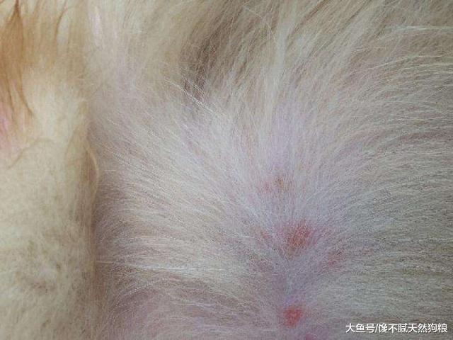 狗狗身體有這5點說明身體不健康，若都沒有，長壽與它有緣！