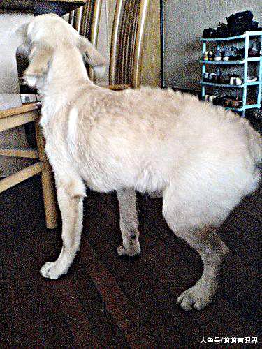 因天生残疾卖相不好被丢掉，三条腿金毛为报救命之恩，每天暖心接送主人