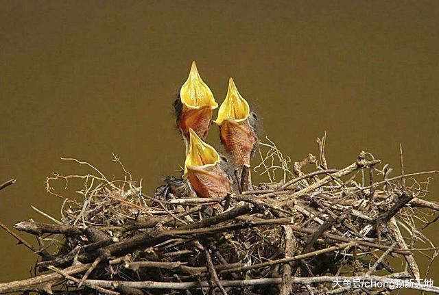 鸟窝大多是露天朝上，遇到下大雨该怎么办？世间的父母都一样伟大