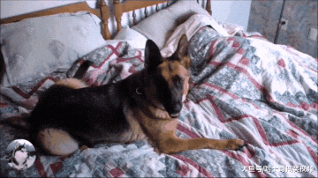 德牧当了女主3年的“闹钟”，结果还被嫌弃，真是操碎了心