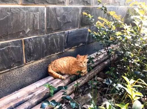 橘猫被弃养后，一直守在楼下，年复一年的等主人回心转意