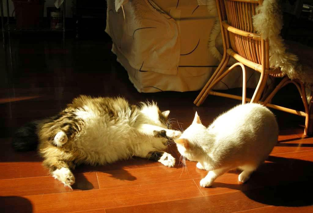 貓咪犯錯，主人應該怎么教育呢？到處闖禍的貓咪，該打嗎？