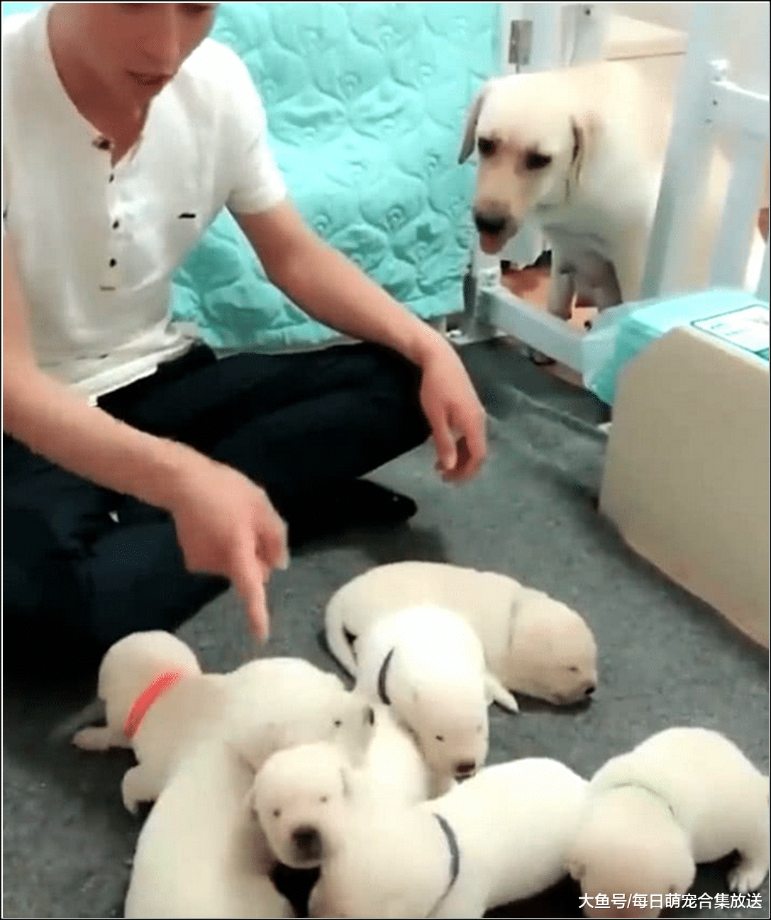 男主正在教育小奶狗，准备拿棍打时，金毛的举动瞬间暖哭主人