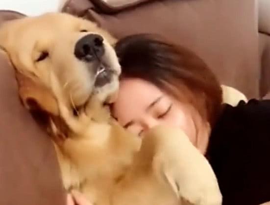 主人抱住金毛当枕头被龇牙咧嘴警告, 结果一巴掌过去, 金毛懵了!