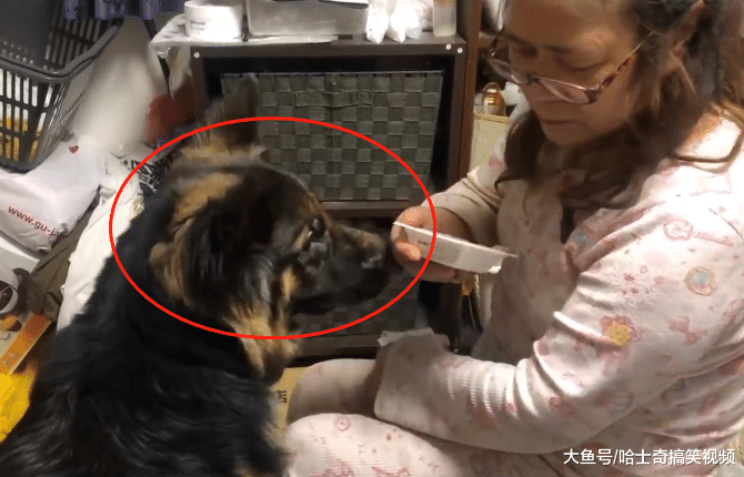 德牧为了可以准时吃饭，想到了个“馊主意”，不喂就不走开
