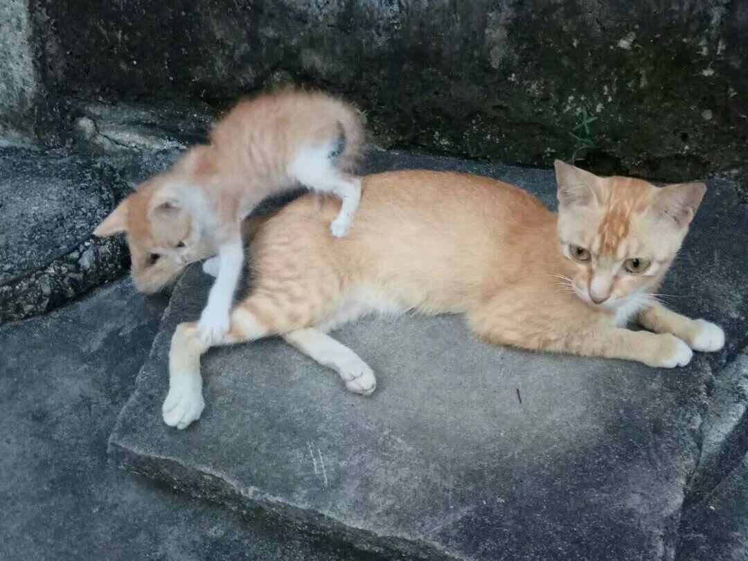 小奶橘跟妈妈撒娇打闹，猫妈妈一脸委屈：铲屎官快救我！