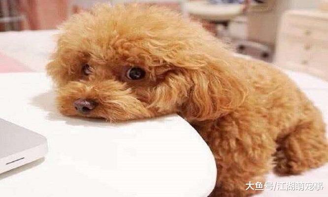 不同类型的泰迪犬，快来看看你喜欢哪一个款