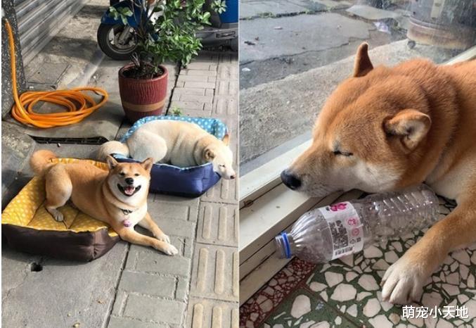 痴汉柴见短裙黑丝辣妹起色心！袭臀紧抱狂督，她害羞逃跑