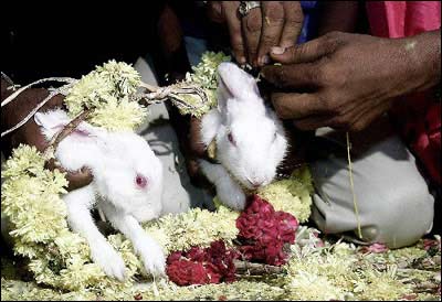 动物趣闻：动物也会举行婚礼，印度千奇百怪的动物婚礼