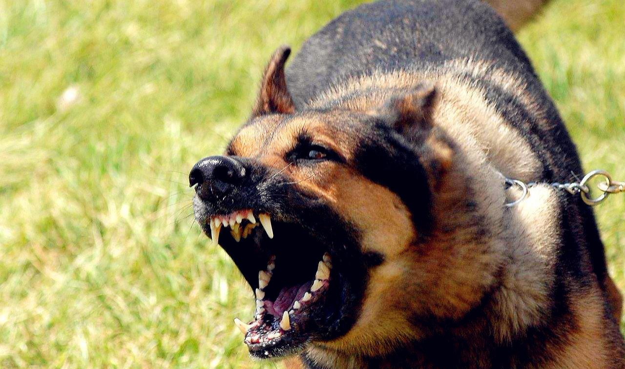 只要狗打了狂犬疫苗, 就不怕被它咬? 别让你的无知误解了周围人