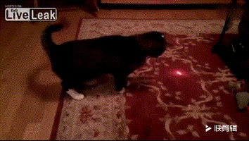 这个玩具不要再给猫玩了, 伤害身体、摧毁天性!