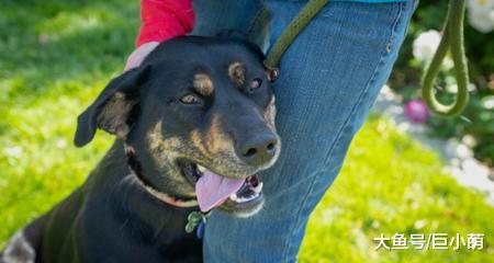 为什么狗狗喜欢靠着主人身上？这不仅是依赖主人，也有可能是挑战