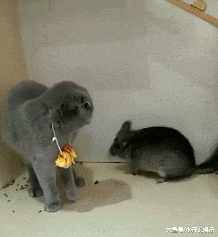 当蓝猫遇上龙猫！龙猫：嗨，大哥我也是猫，真的没骗你，别吃我……