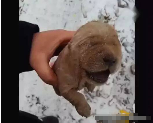 男子踏雪时发现一块“石头”有一样, 捡起来后内心崩溃