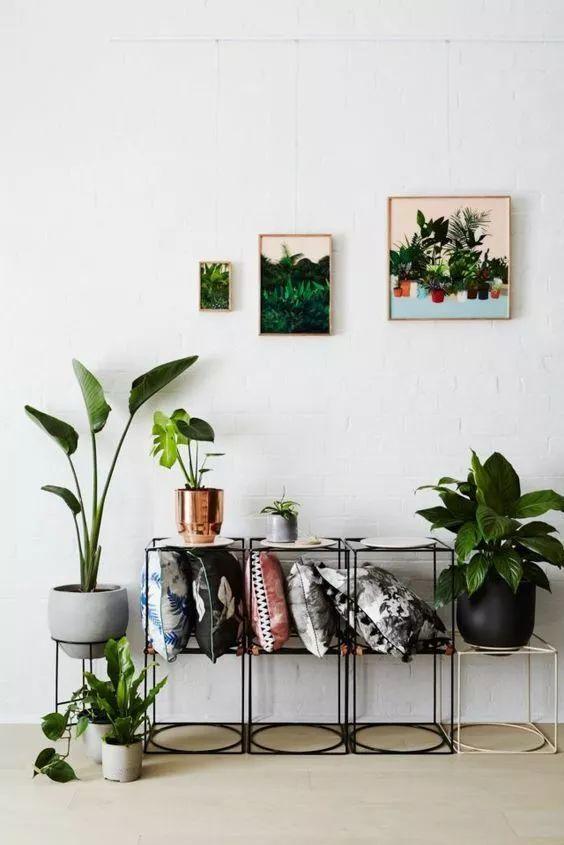 想要提升你家的家居品位，你可以通过这样的绿植来做到