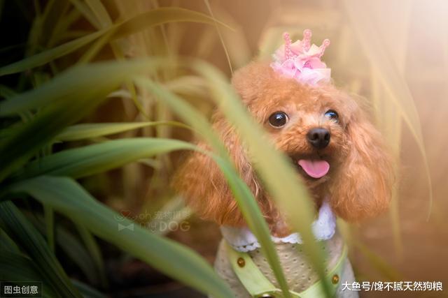 泰迪“长大成狗”的5个标志，命中3个说明它长大了，你家的有吗？