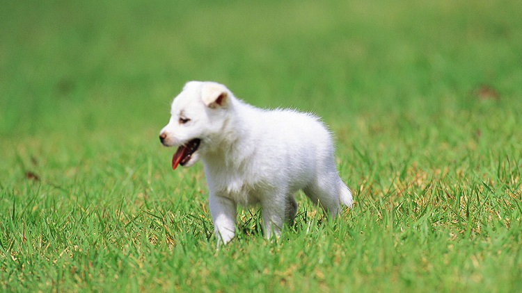 主人需要知道的：春天养狗的特殊性