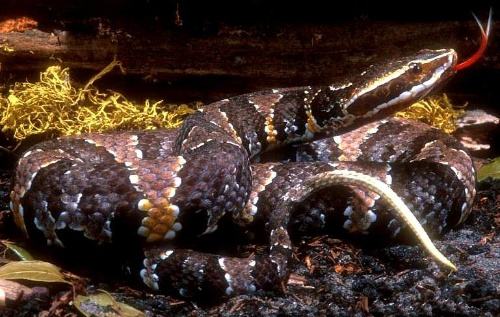 动物趣闻：哥斯达黎加五种致命毒蛇，三色矛头蝮并不是第一