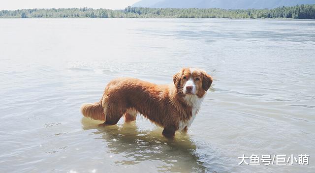 让狗狗健康度过夏天，其实很简单，注意以下4方面