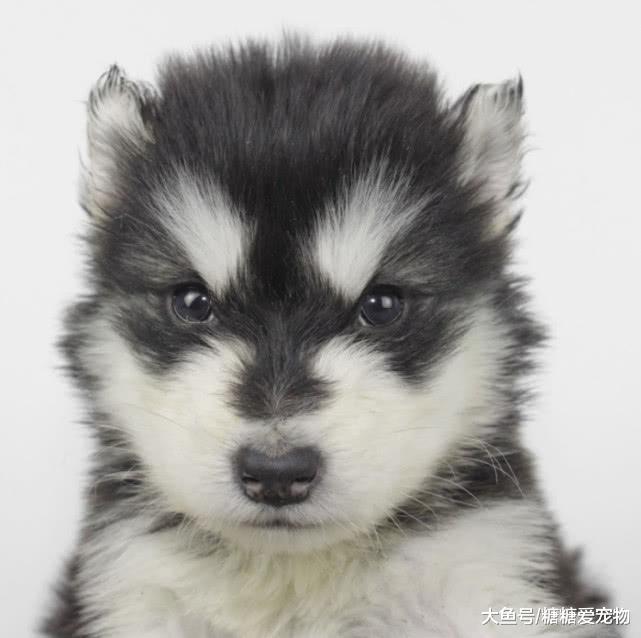 阿拉犯错被主人打, 没想到它还发脾气了, 狗: 铲屎的, 我要绝食!