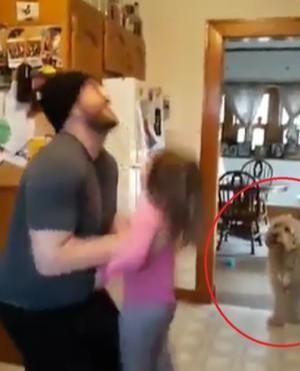 狗狗看到小主人被举高高，吃醋也要玩，主人举起后累到喘气