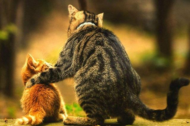 有这5种表现的猫咪，其实是把你当“妈妈”了，你察觉到没？