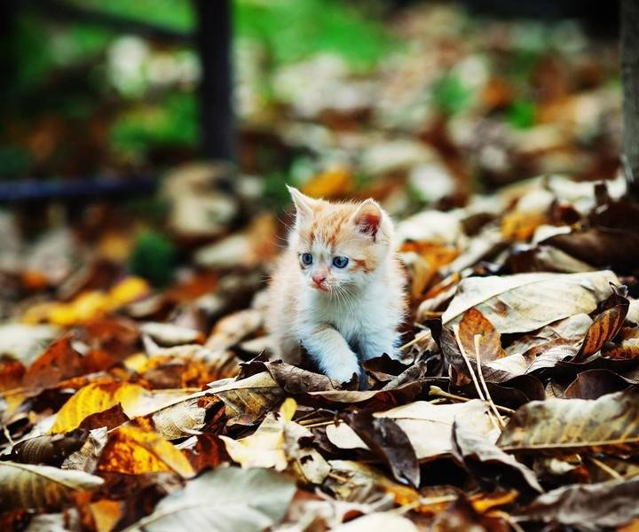 宠物猫和流浪猫：一扇门，却隔着两个世界